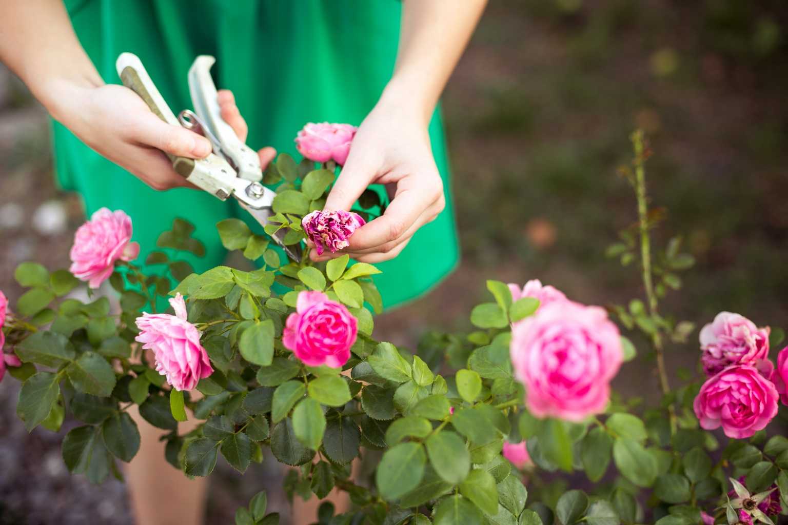 9 Fehler, die bei der Rosenpflege auftreten