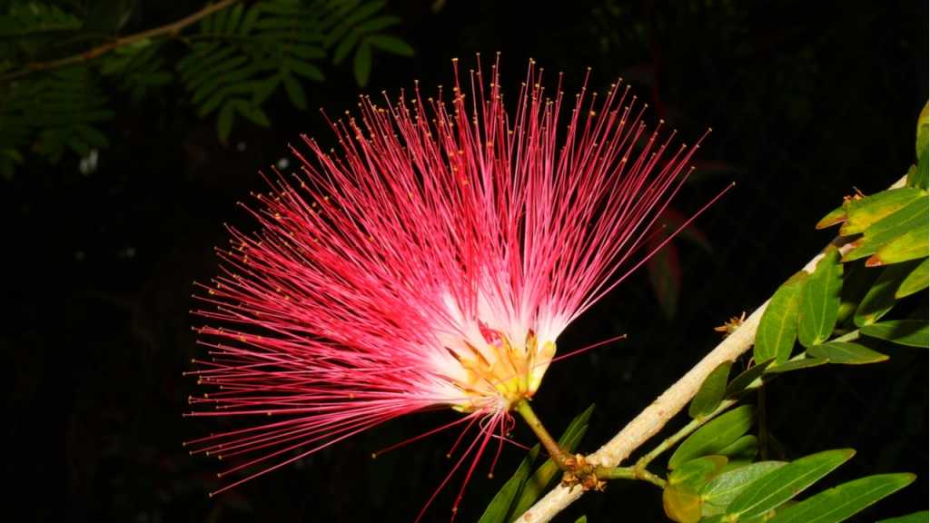 The red powder puff bush is a particularly easy-care houseplant.