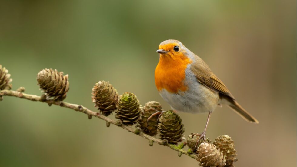 Vögel im Winter Diese 10 Arten überwintern in unseren Gärten