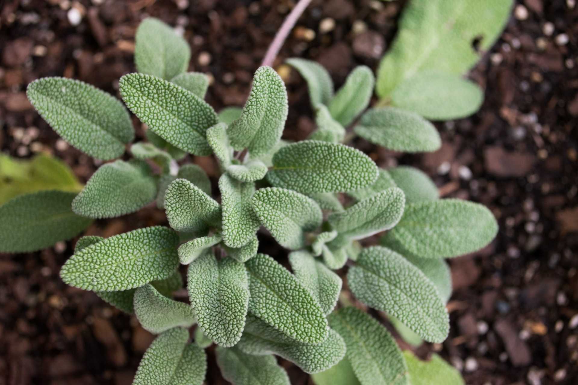 10 winterharte Kräuter für Garten und Balkon