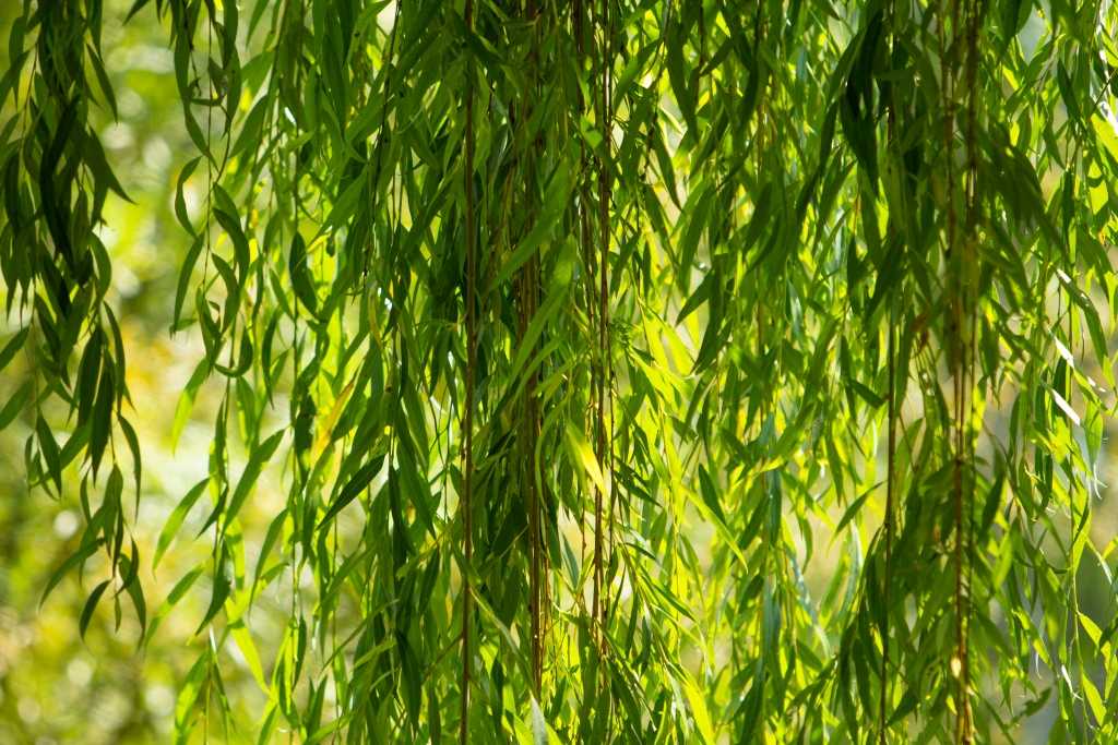 Salix