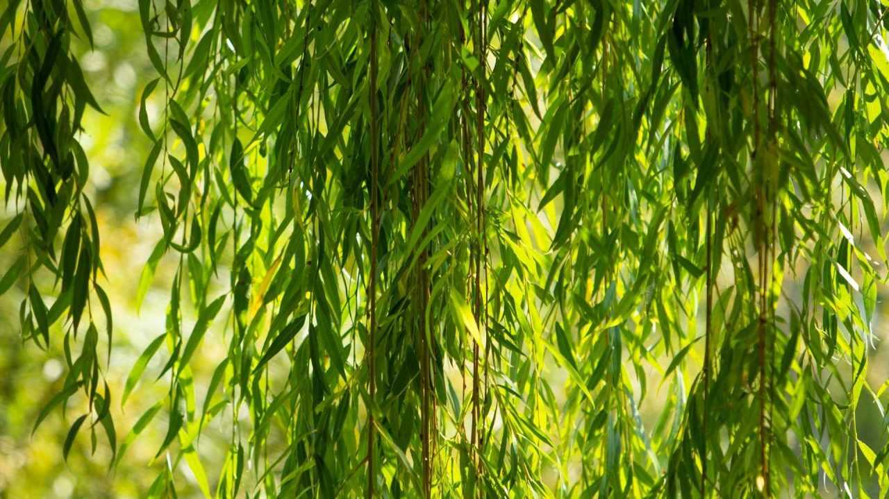 Schnell wachsende Bäume 15 Bäumen beim Wachsen zusehen