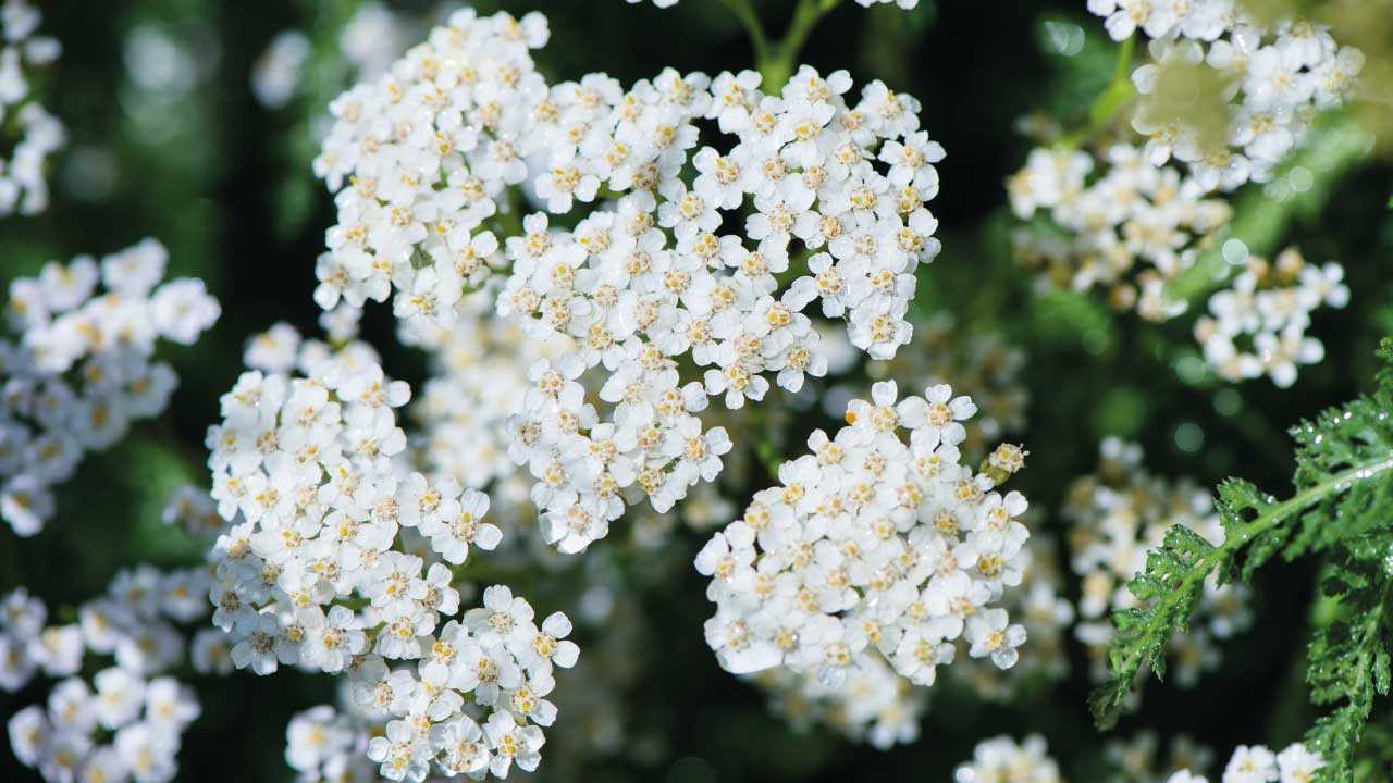 13 bienenfreundliche und winterharte Pflanzen für Ihren Garten