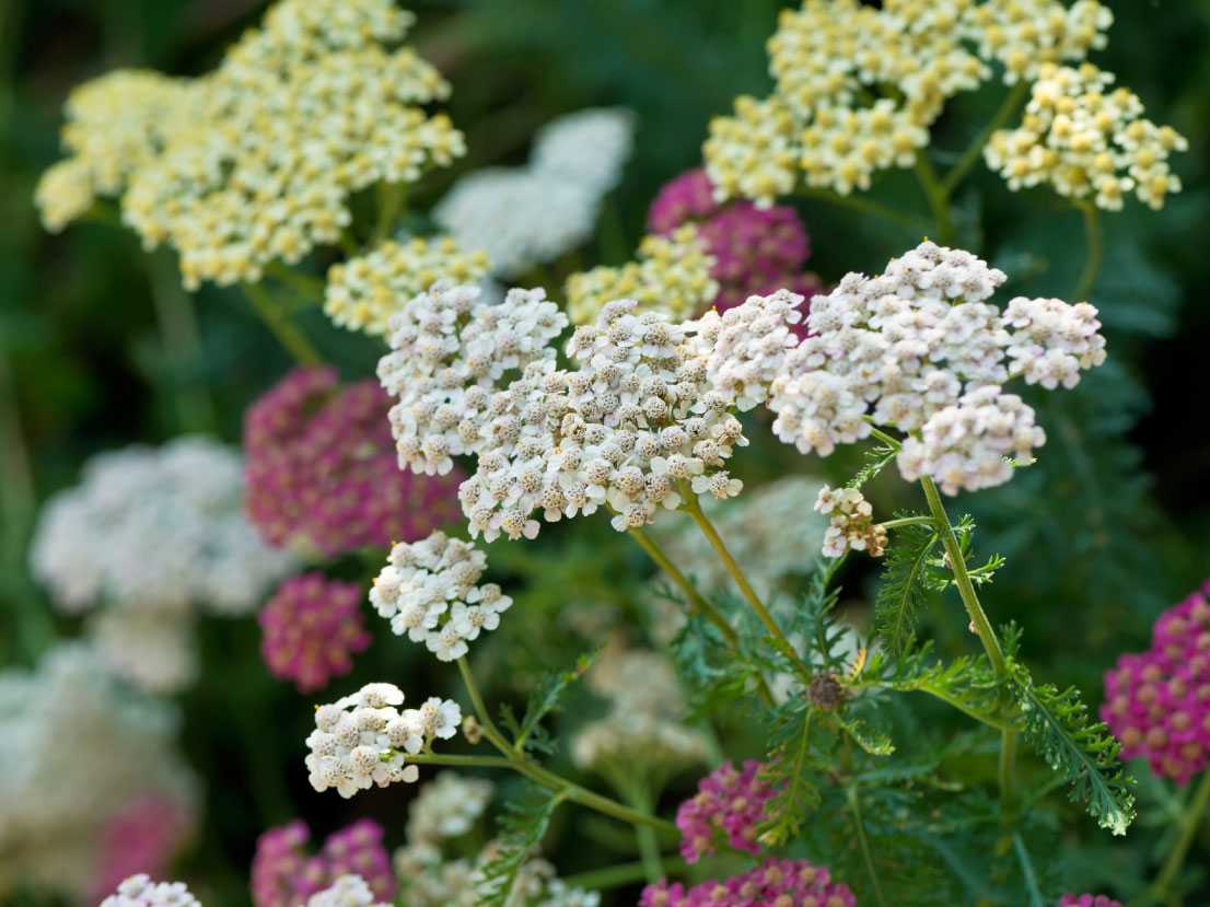 Gewöhnliche Schafgarbe - Achillea millefolium - 3000 Samen
