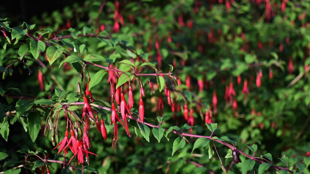 Die Scharlachfuchsie verleiht mit ihren hängenden Blütentropfen jedem Garten eine elegante Note.