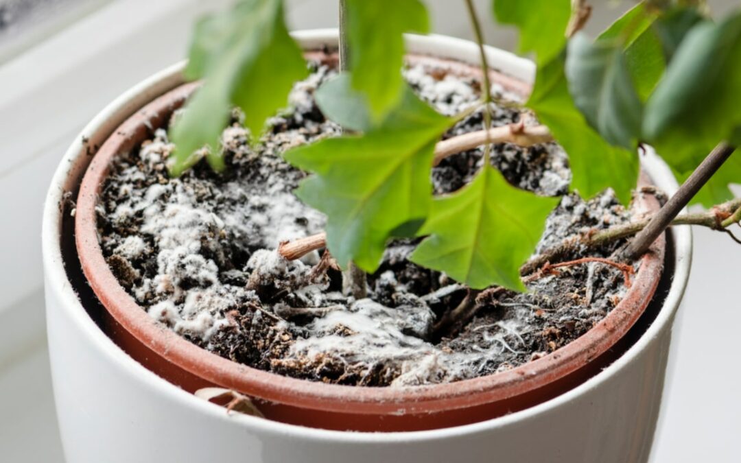 Schimmel auf Blumenerde: Ursachen kennen und behandeln
