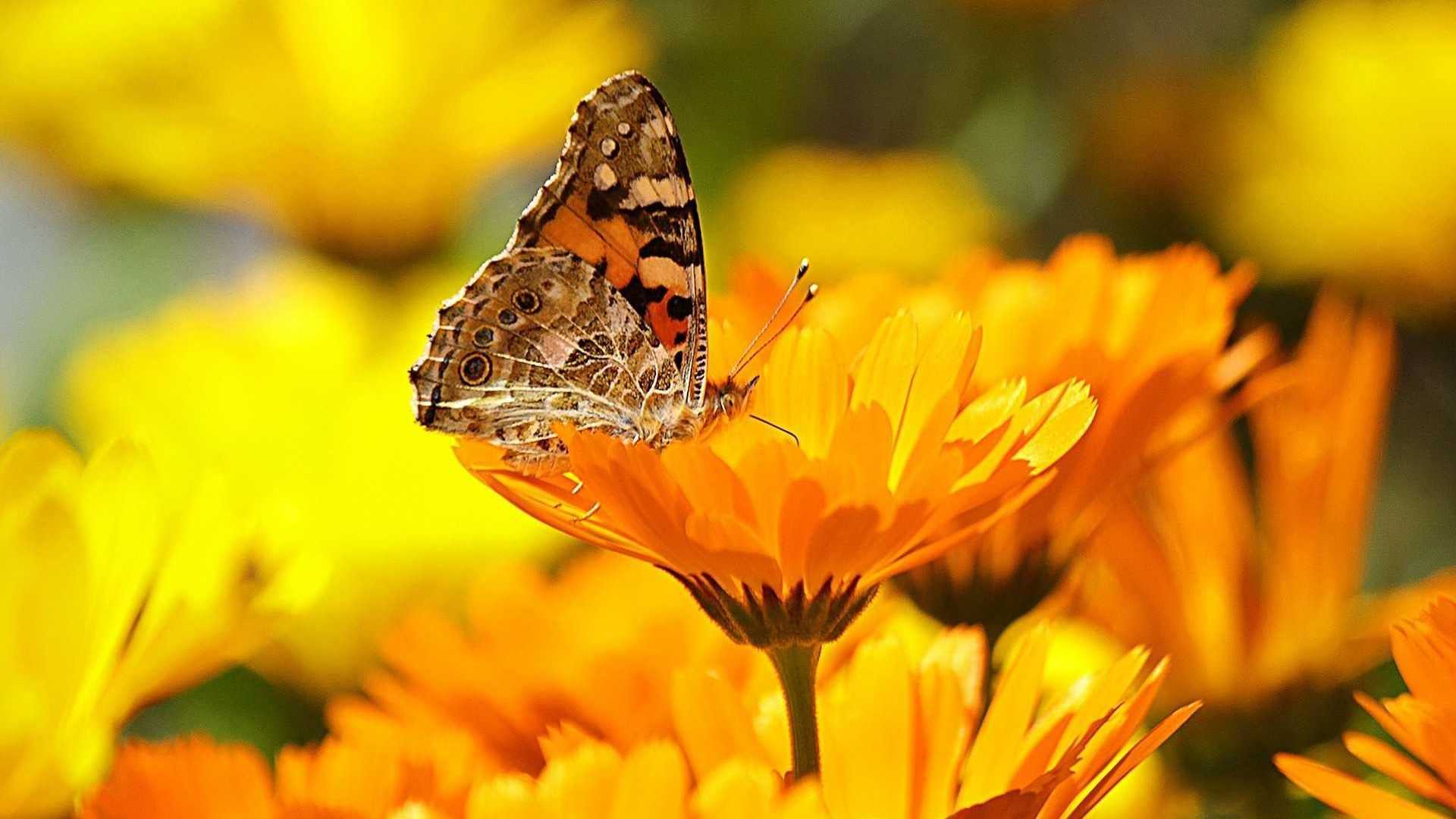 Gelbe Blume mit Schmetterling
