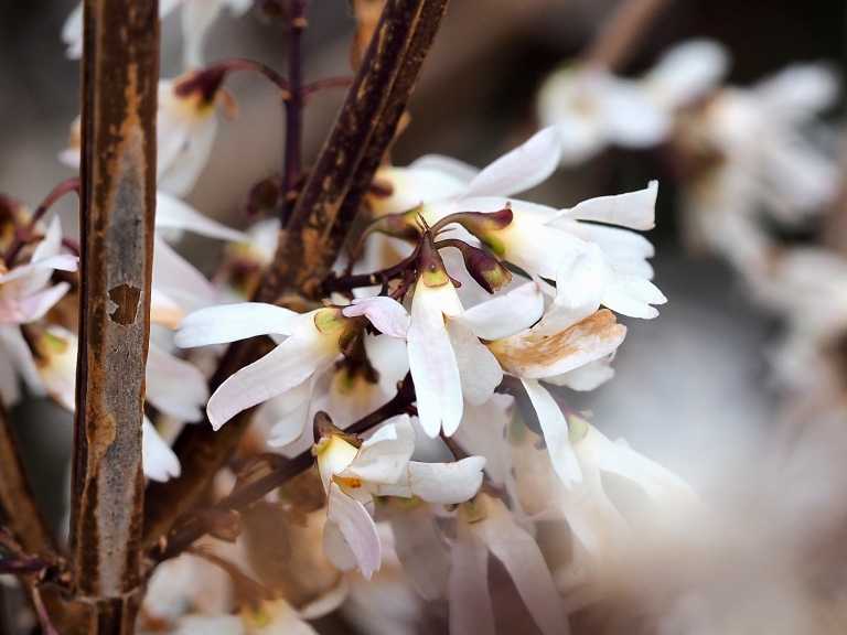 25 robuste Kübelpflanzen für Sonne & Frost