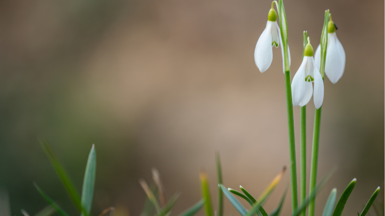 10 Winterblumen für eine Blütenpracht im Garten im Winter