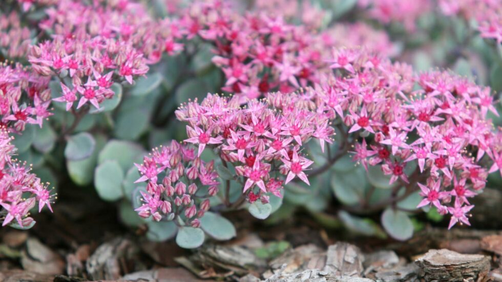 Sedum Green Ball – Blaugrüne Polster-Fetthenne Im 12-cm-Topf, Winterhart & Pflegeleicht