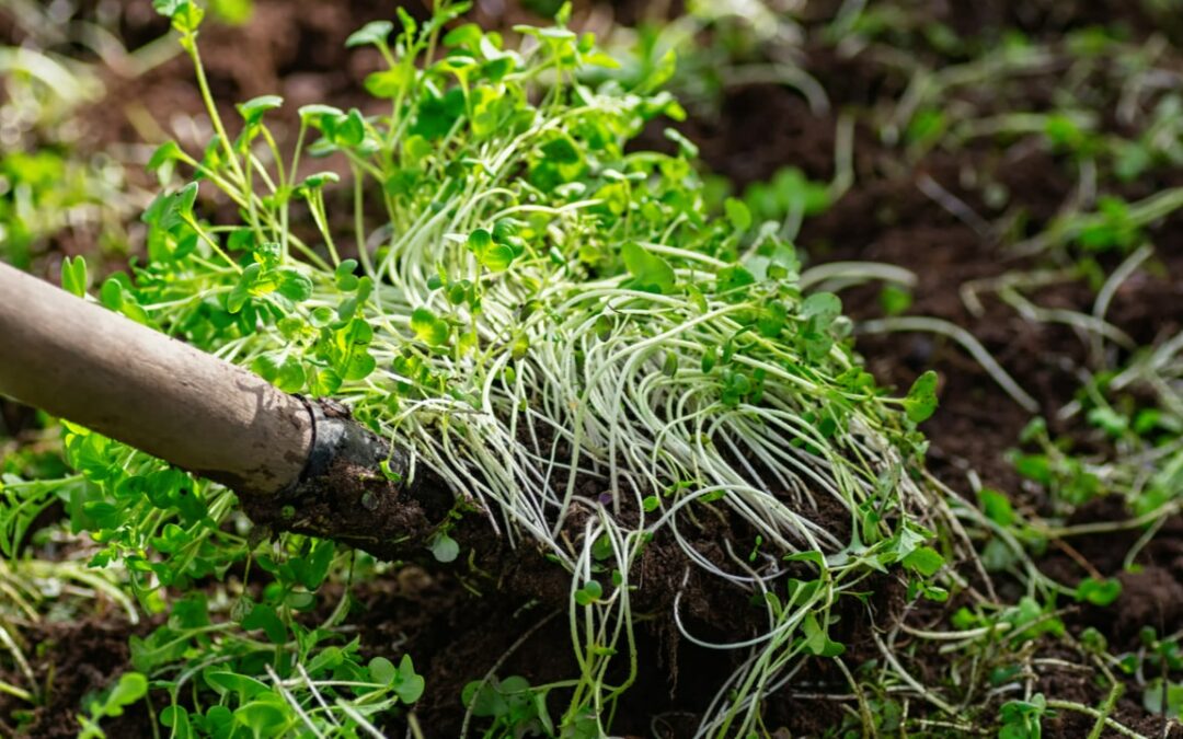 Gründüngung im Herbst: der Natur essenzielle Nährstoffe zurückführen