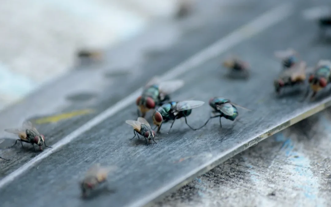 Plötzlich viele Fliegen im Zimmer: Ursachen und Soforthilfe