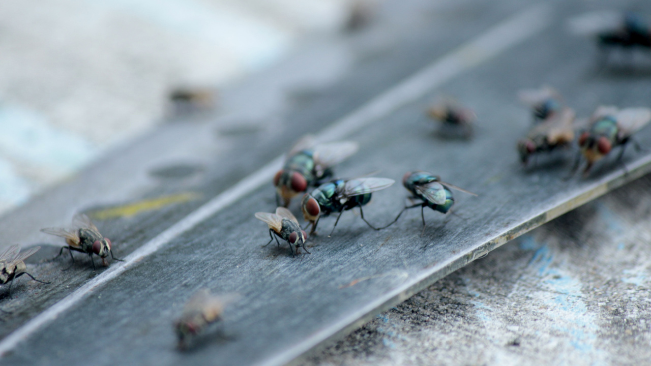Plötzlich viele Fliegen im Zimmer? So wirst du sie schnell los!