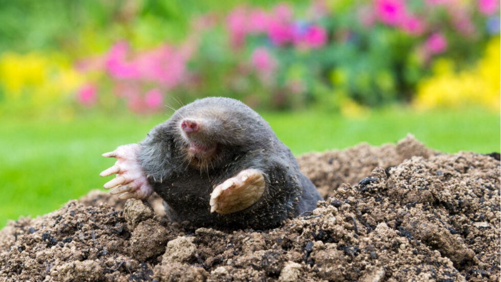 Wer gräbt da im Garten? Tiere erkennen & Expertentipp nutzen