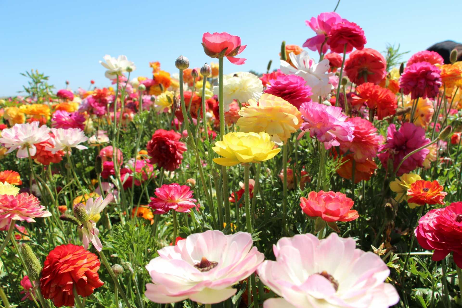 10 beliebte Sommerblumen für Ihren Garten wichtige Tipps zur Pflege