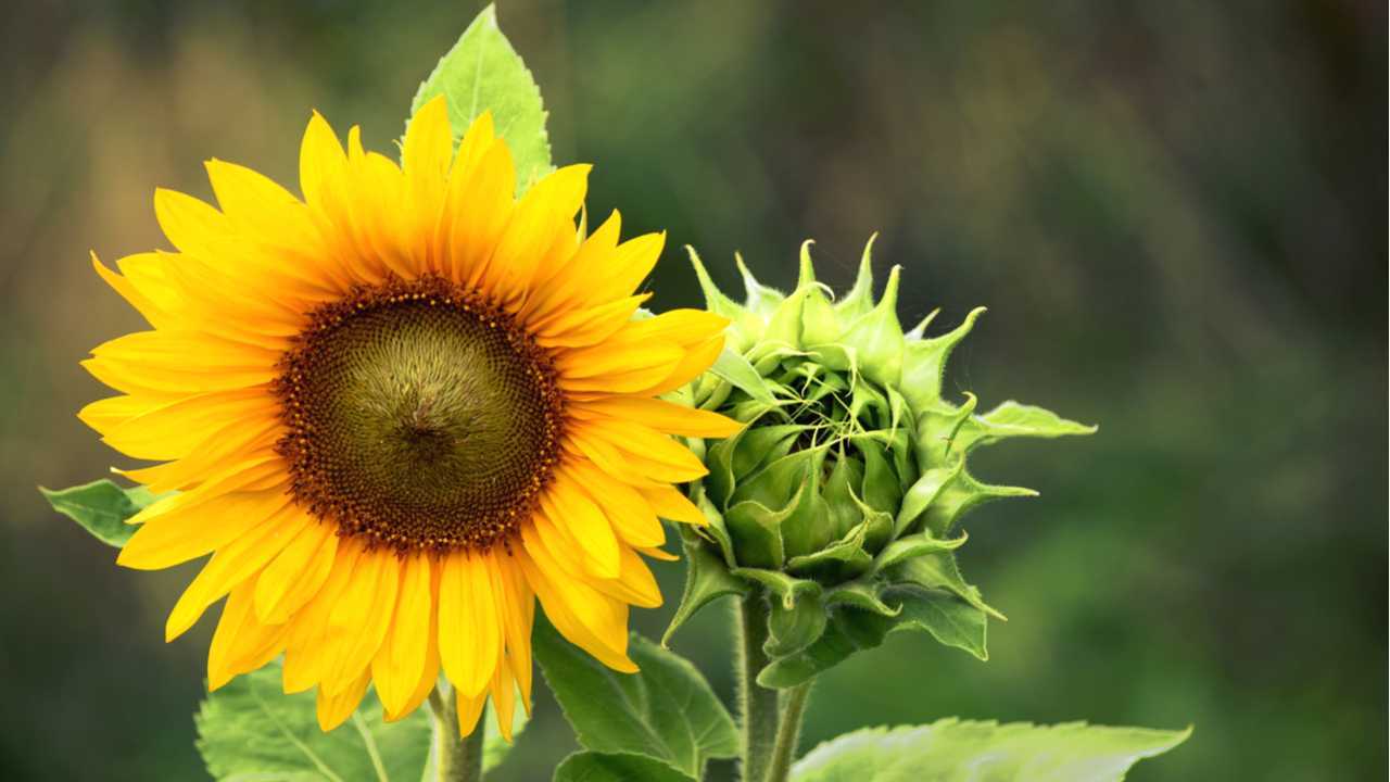Sonnenblumen Pflege leicht gemacht!