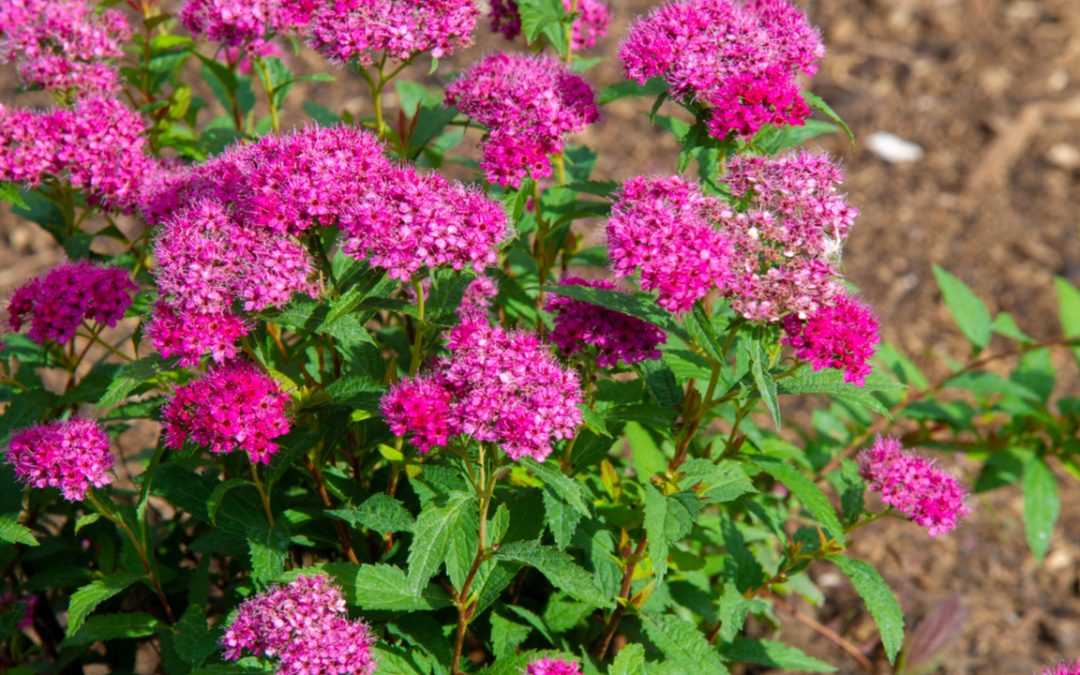 10 blühende Heckenpflanzen für bunte Hecken