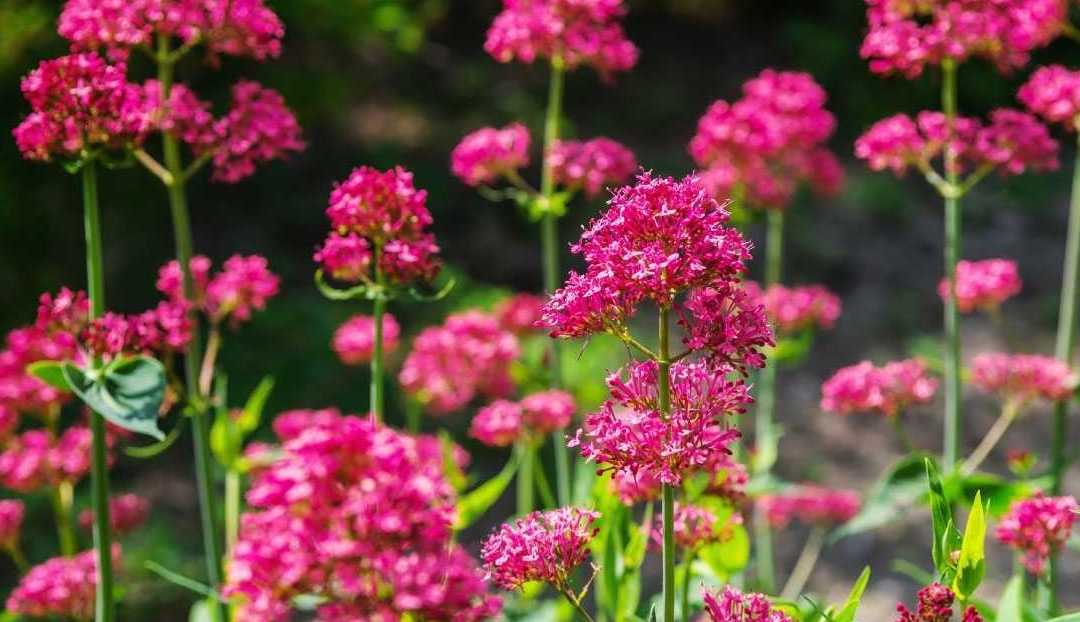 Winterharte Dauerblüher: 15 Stauden für langanhaltende Blüte – inkl. Expertentipp