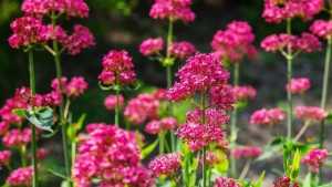 Rosefarbene Blüten der Spornblume