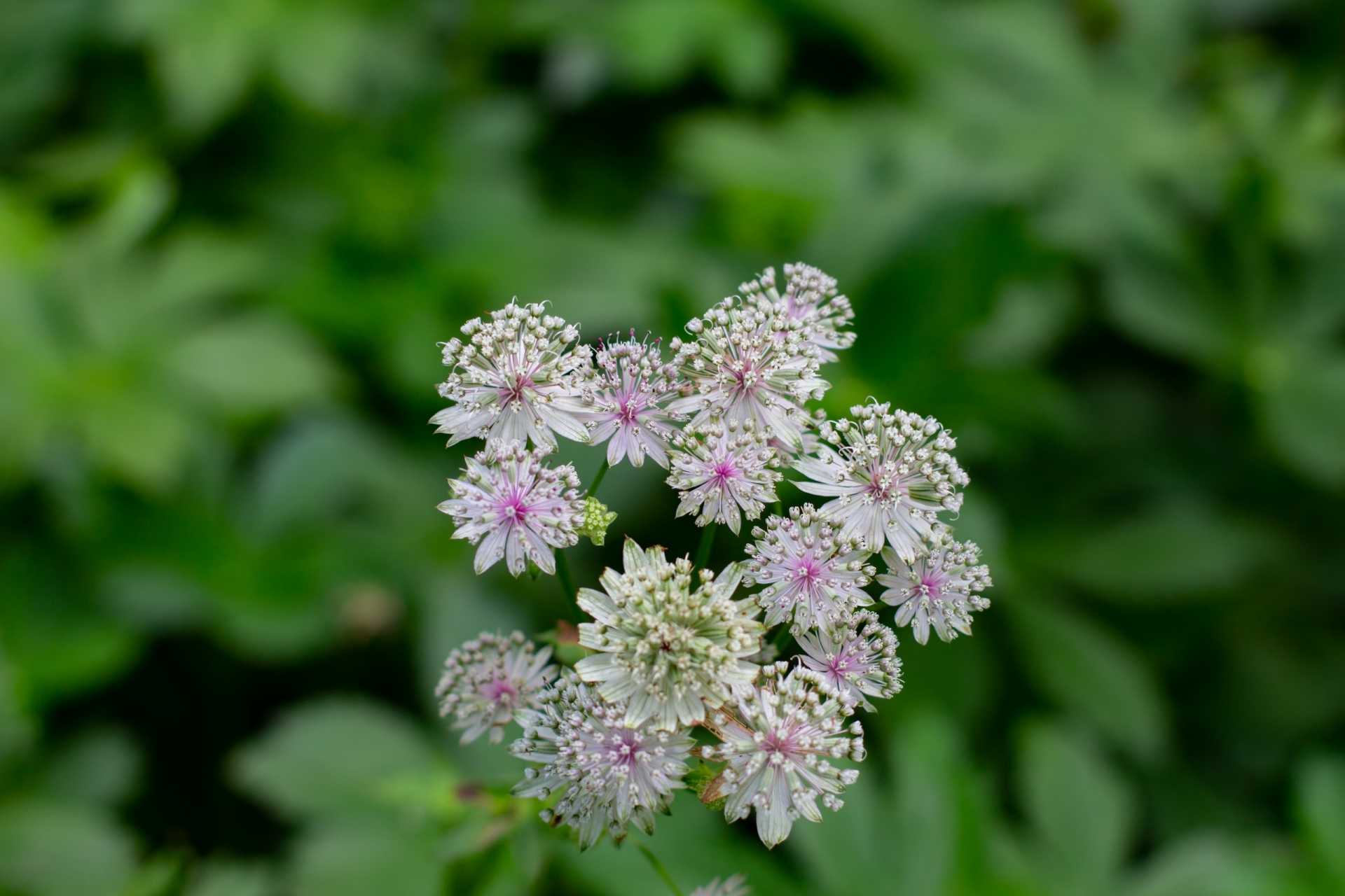 18 bienenfreundliche Stauden für Garten, Terrasse und Balkon