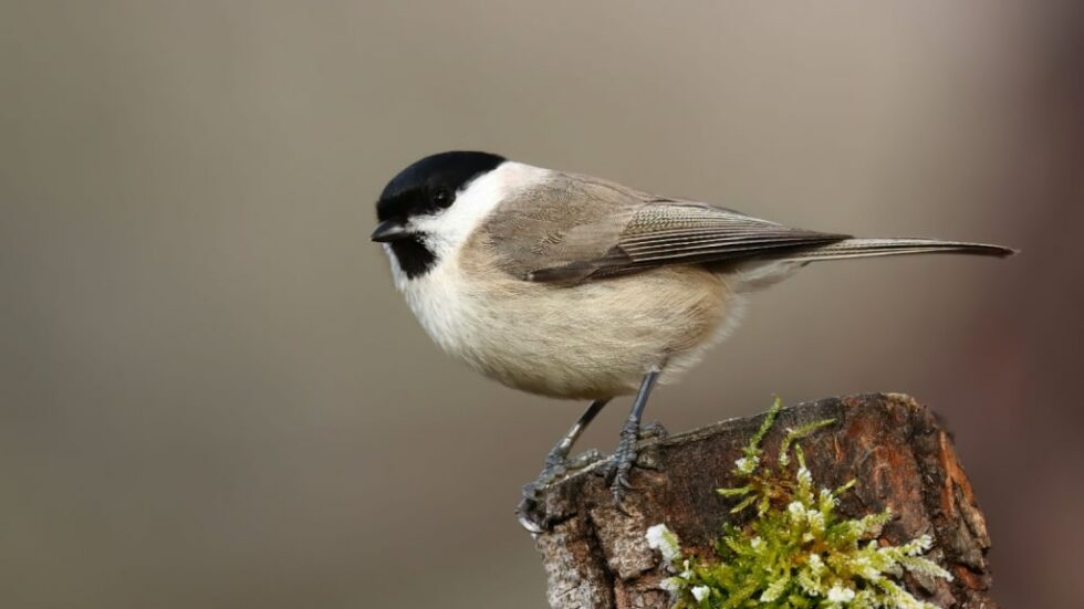 30 heimische Vögel im Garten bestimmen und erkennen 🐦