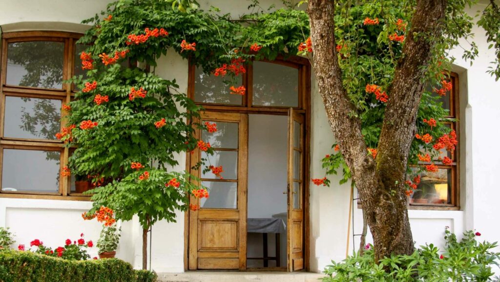 Die Teppichmispel setzt mit ihren strahlend roten Beeren leuchtende Akzente im Garten!