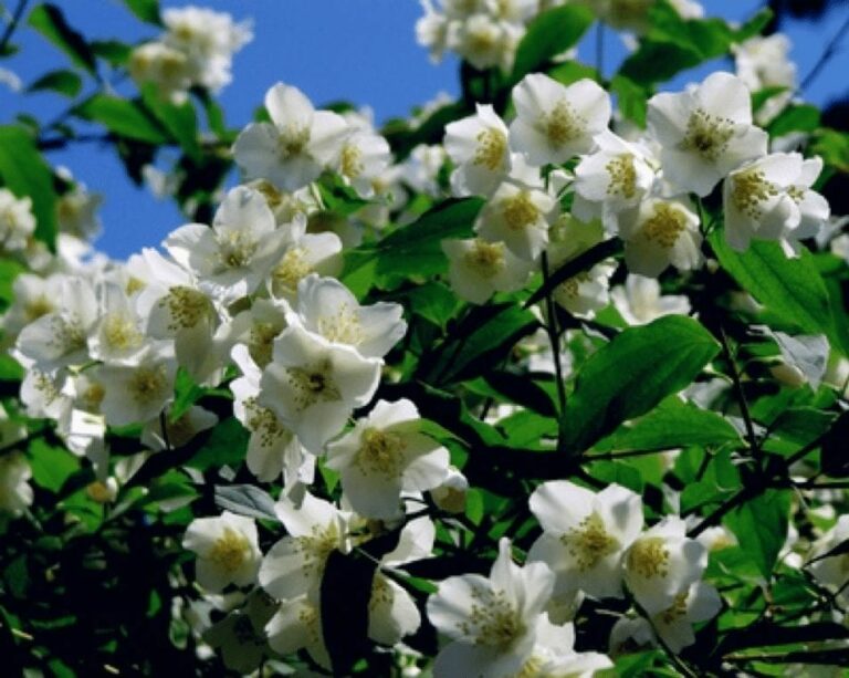 20 bienenfreundliche Sträucher, die farbenfrohe Vielfalt bieten Haus