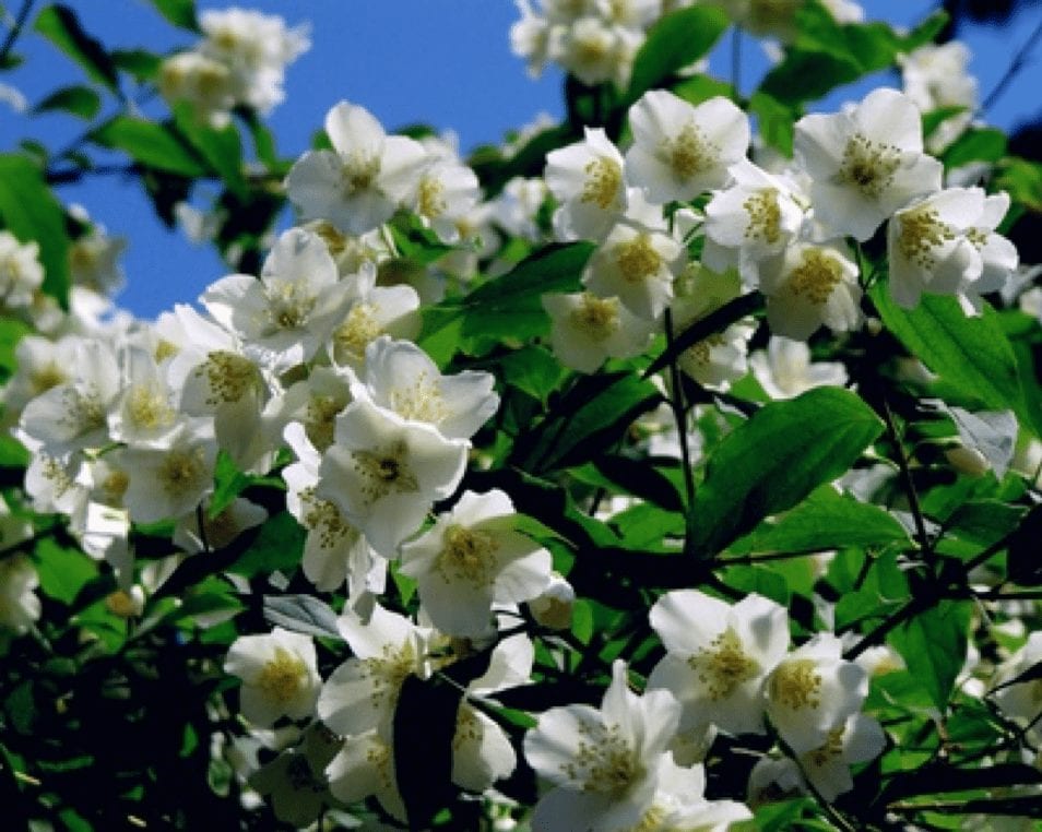 Falscher Jasmin
