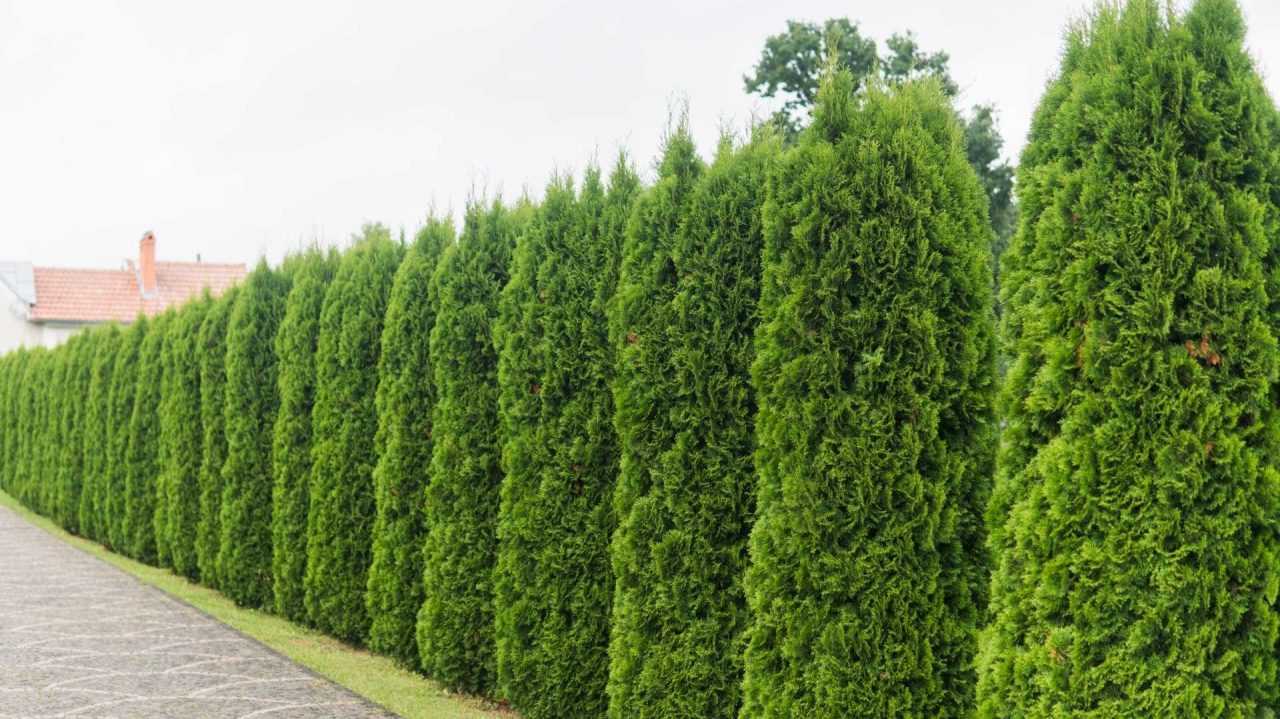 Schnell wachsende Bäume 15 Bäumen beim Wachsen zusehen