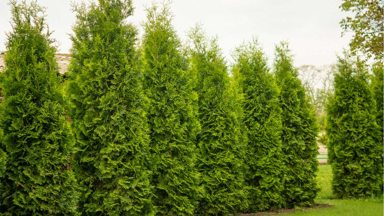 8 schnellwachsende Heckenpflanzen, die sich als Sichtschutz eignen