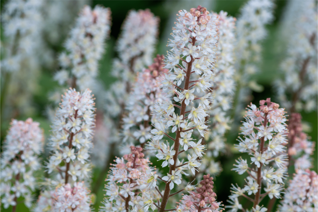 Die rosafarbenen Knospen der Herzblättrigen Schaumblüten verwandelt sich in zarte, weiß-gelbe Blüten.