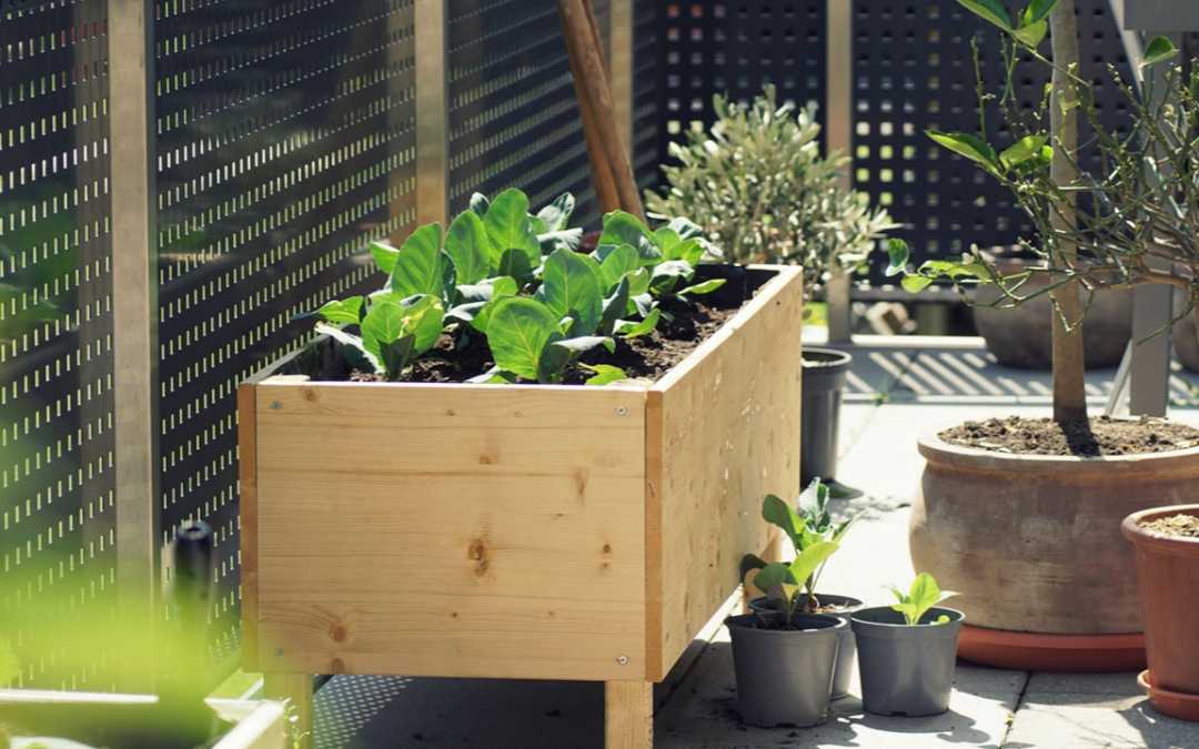 Hochbeet auf dem Balkon: 10 Dinge auf die du achten solltest!