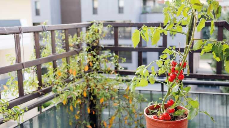 Die 20 schönsten Nutzpflanzen für Ihren Balkon