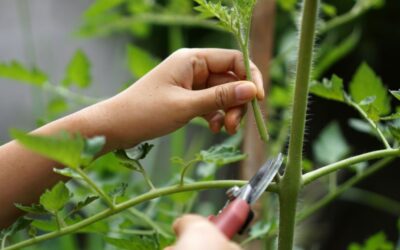 Garten im Juni: Die wichtigsten Gartenarbeiten als Checkliste