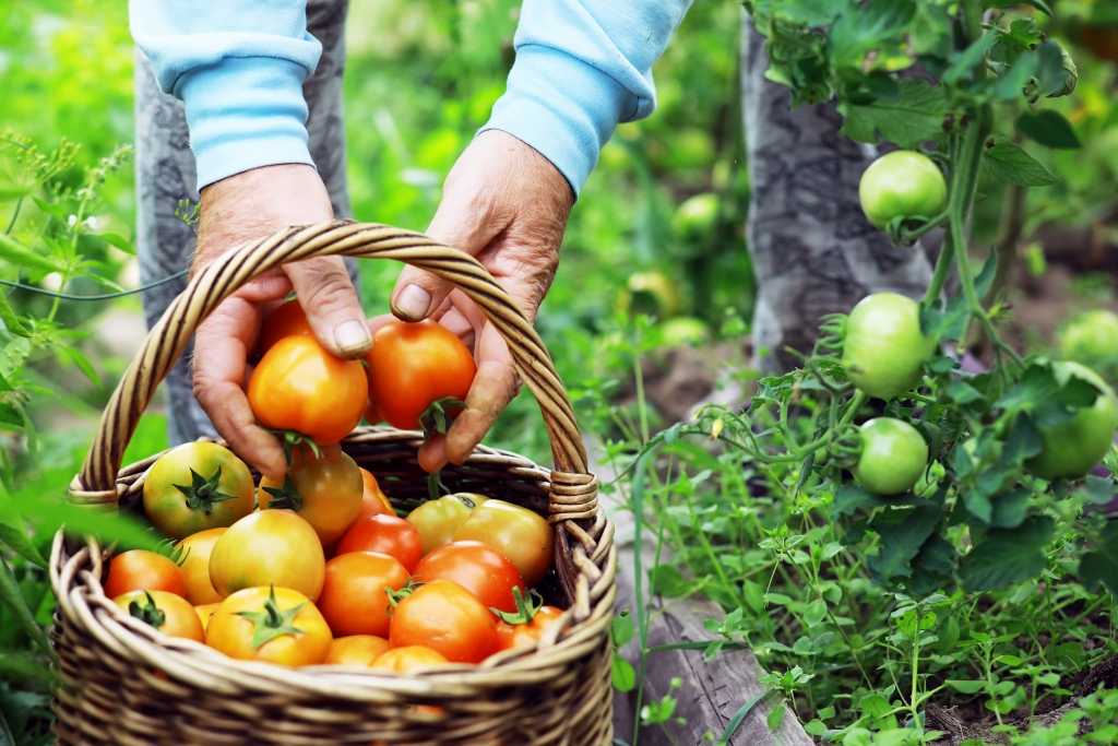 Sommer Gartenpflege und Ernte