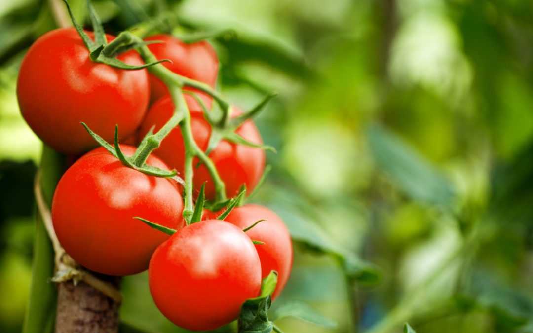 Tomatenpflanze Pflege: Jahr für Jahr kräftige Tomaten ernten 