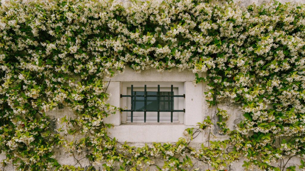 Der Sternjasmin begeistert mit duftenden Blüten und stellt nur geringe Ansprüche an die Pflege 