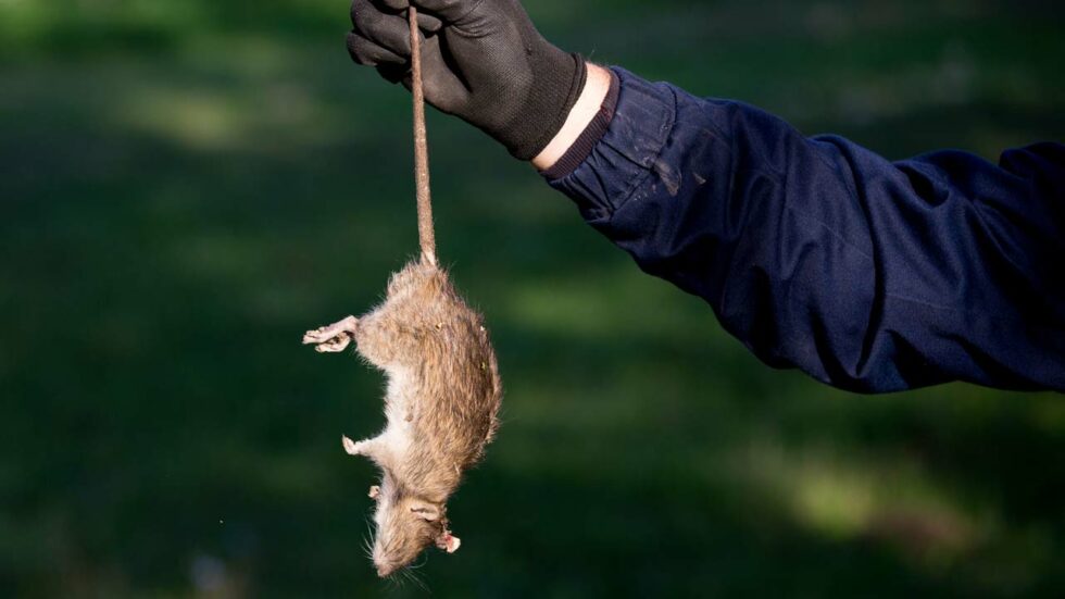 Ratten im Garten erkennen und effektiv vertreiben
