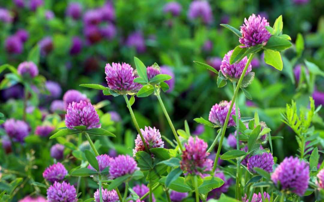 Kleeblüte und ihre Sorten: Alles, was Sie wissen müssen