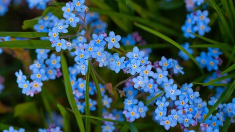 Blaues Vergissmeinnicht (Myosotis)