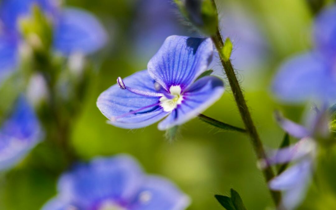 9 geeignete Wasserpflanzen für den Miniteich im Garten