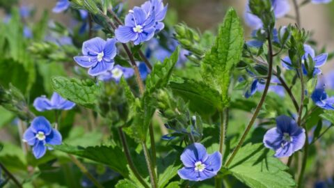 Blauer Gamander-Ehrenpreis (Veronica chamaedrys)
