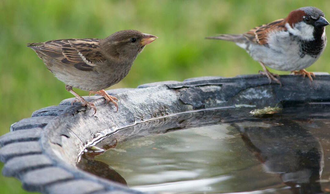 Vogeltränke – Eine Bereicherung für Garten und Balkon
