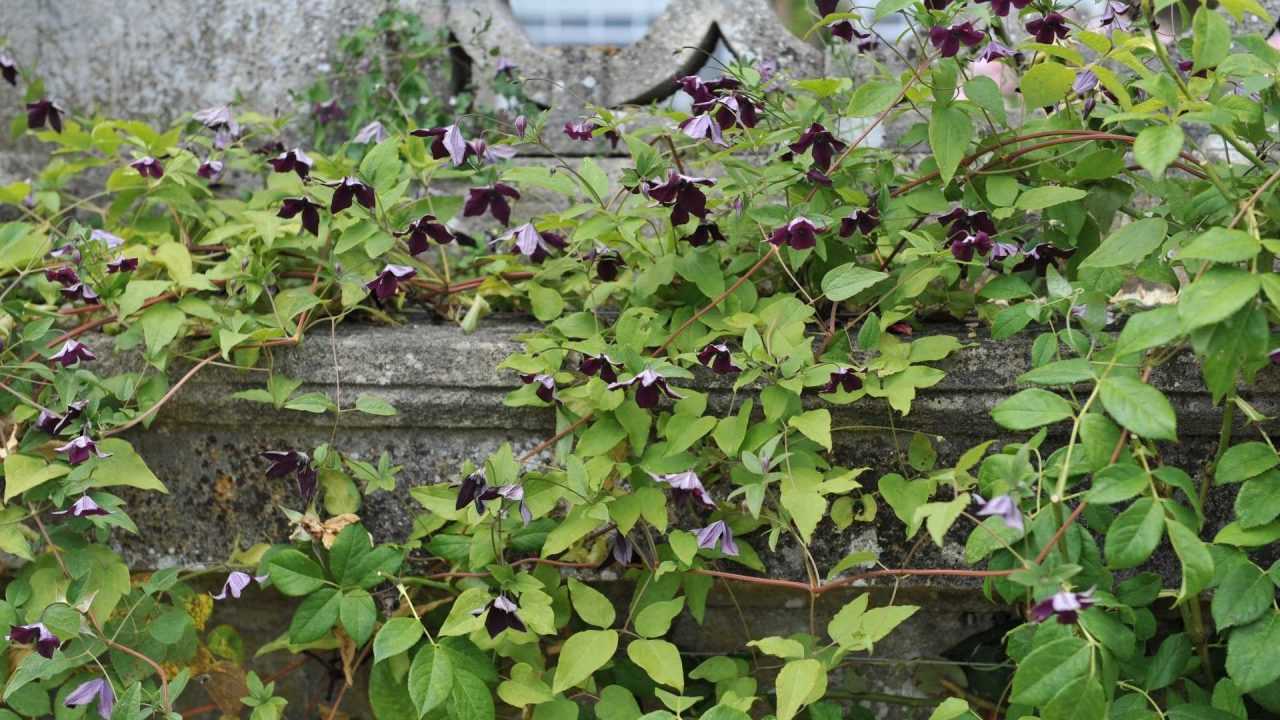 10 beliebte Kletterpflanzen für den Balkon