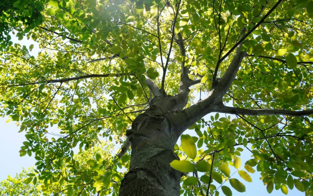 Walnussbaum pflanzen und pflegen: der Hausbaum im Garten