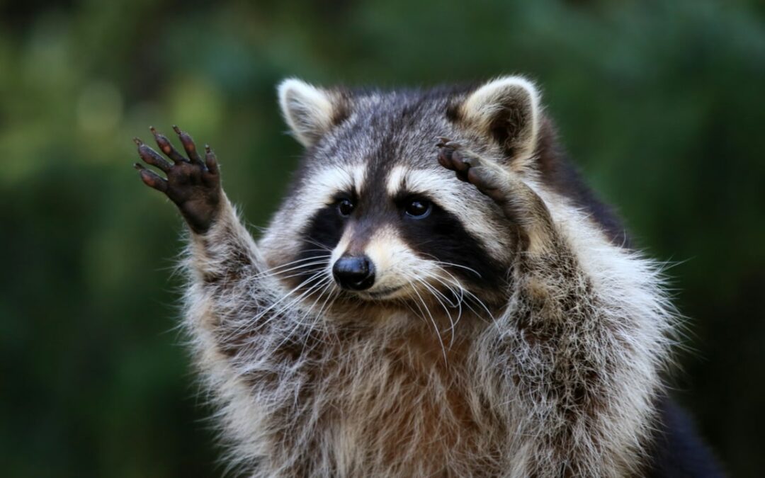 Waschbär im Garten: Was zu tun ist und wie sie ihn wieder vertreiben