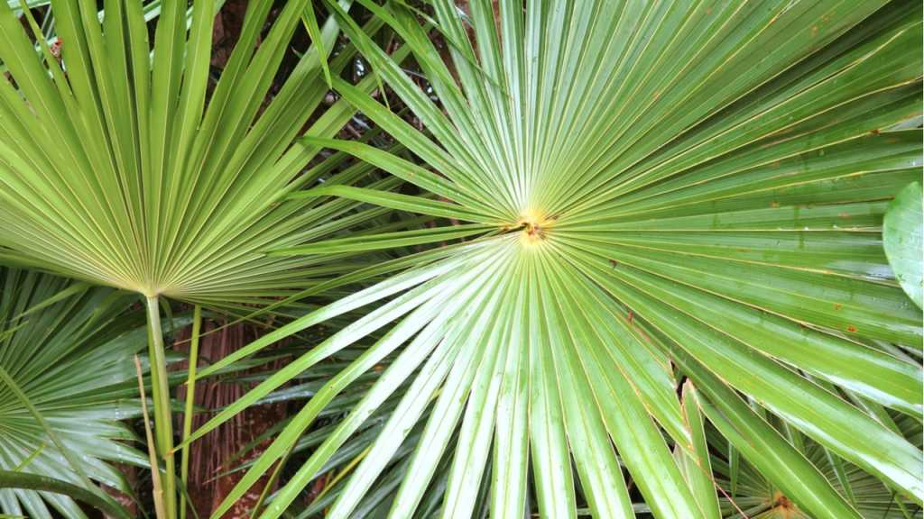 The Californian fan palm is one of the indoor plants with holiday flair.