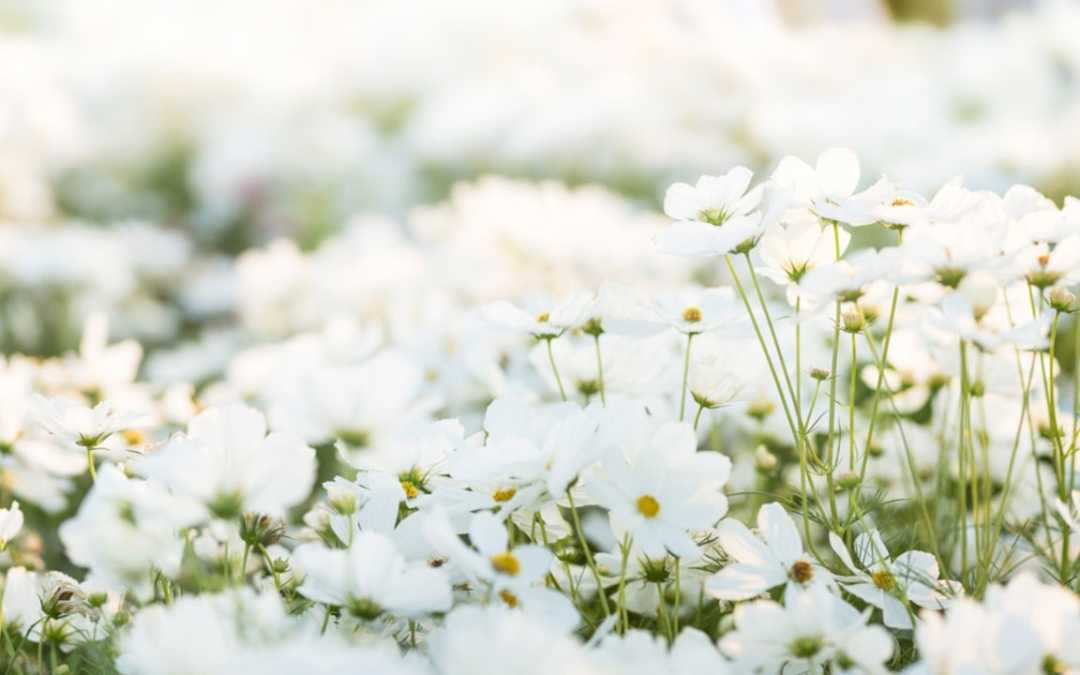 20 weiße Blumen für deinen Garten