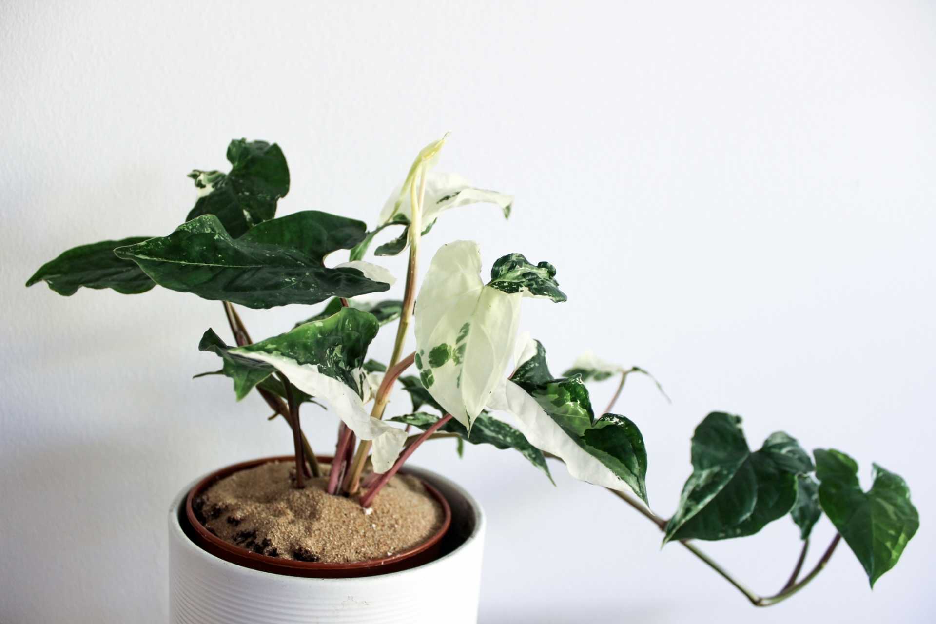 17 immergrüne Hängepflanzen für den Außenbereich