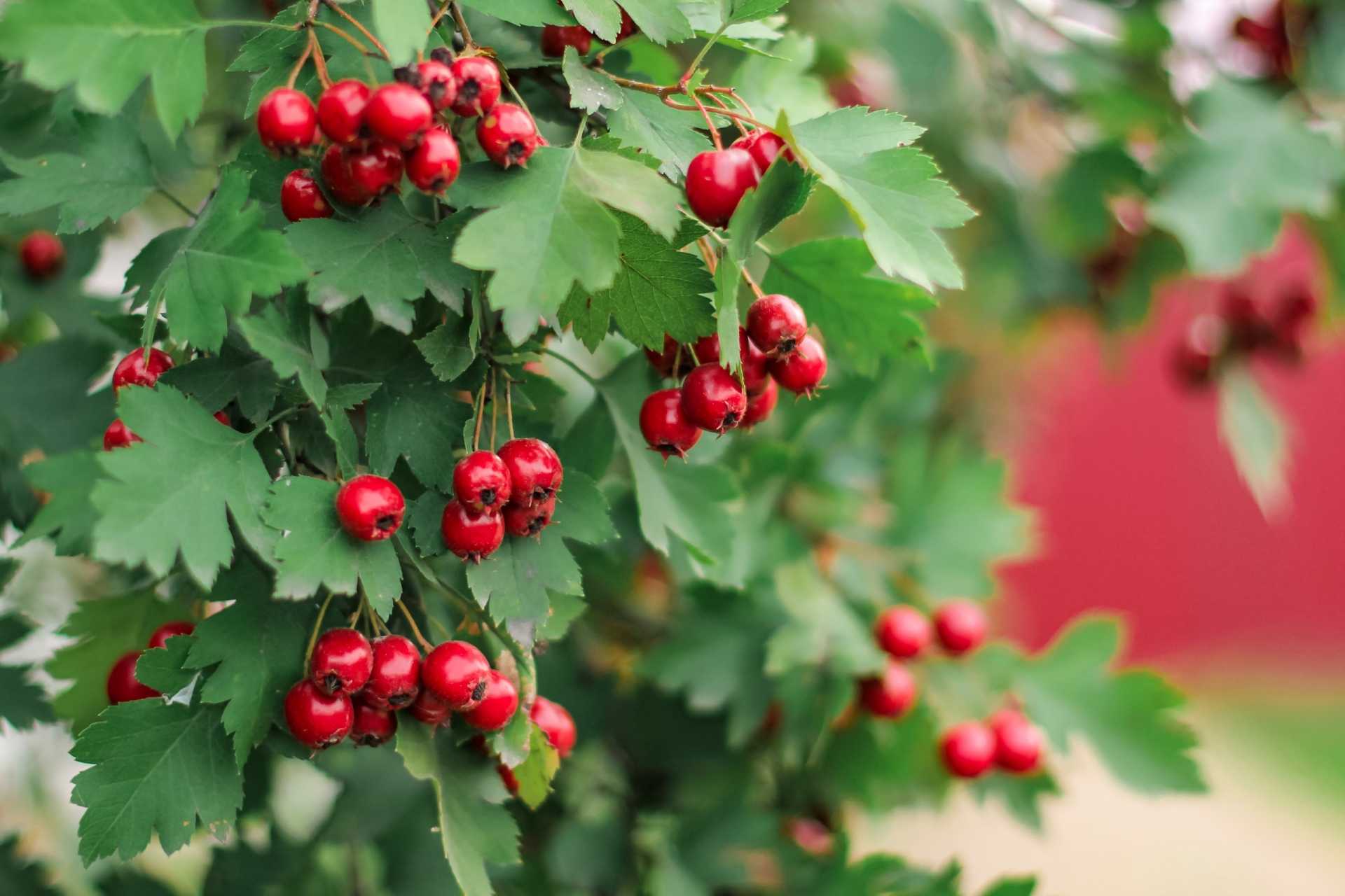 20 Beerensträucher mit essbaren Beeren